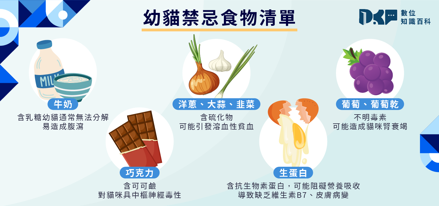 新手必看幼貓餵食懶人包：份量、頻率、禁忌報你知！